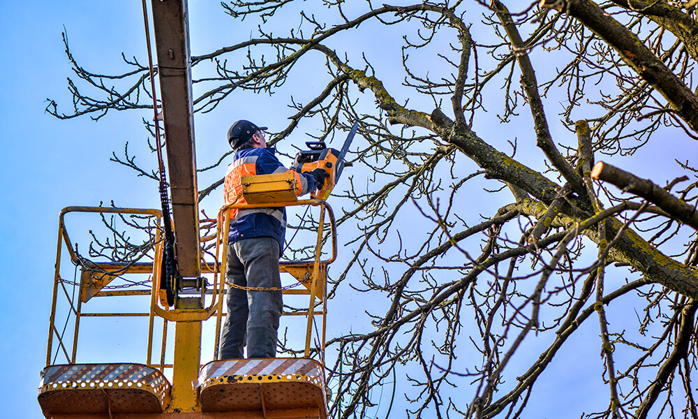 Tree Trimming From Crane
