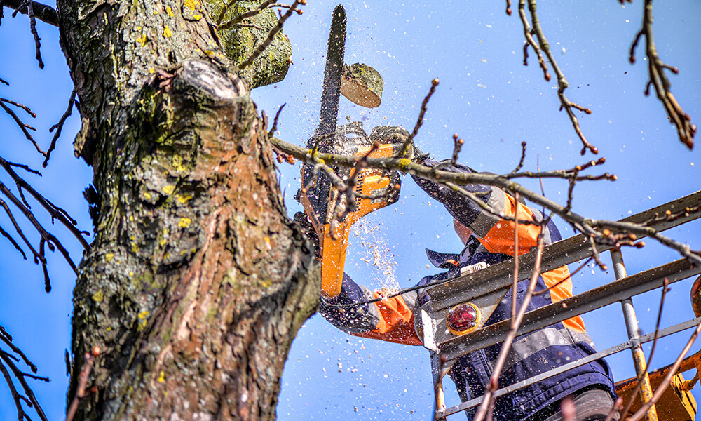 Removing Dead Limbs