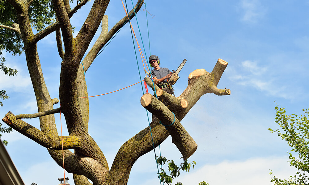 Tree Trimming With Rig