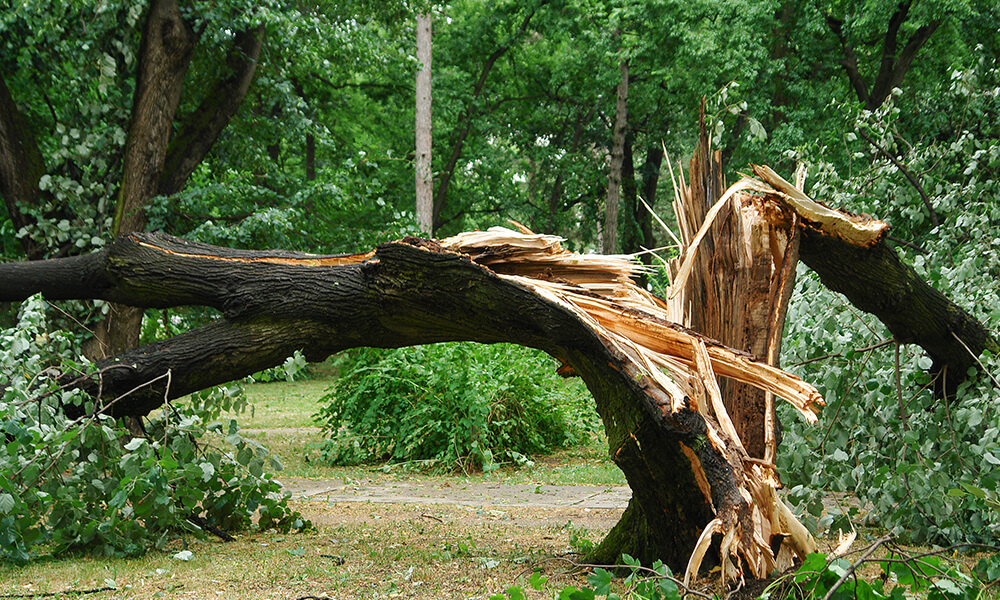 Tree Fallen From Storm