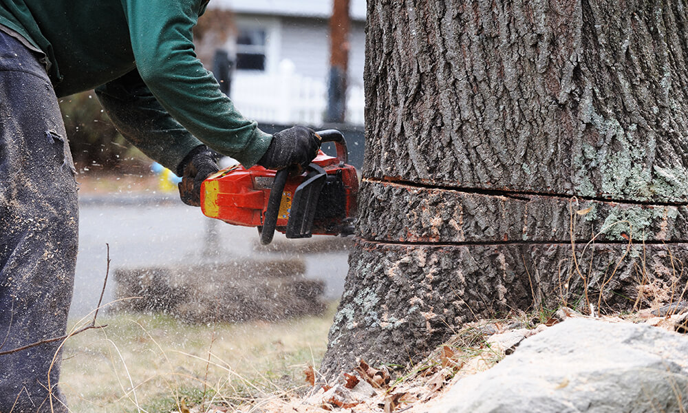 Tree Notch Cut