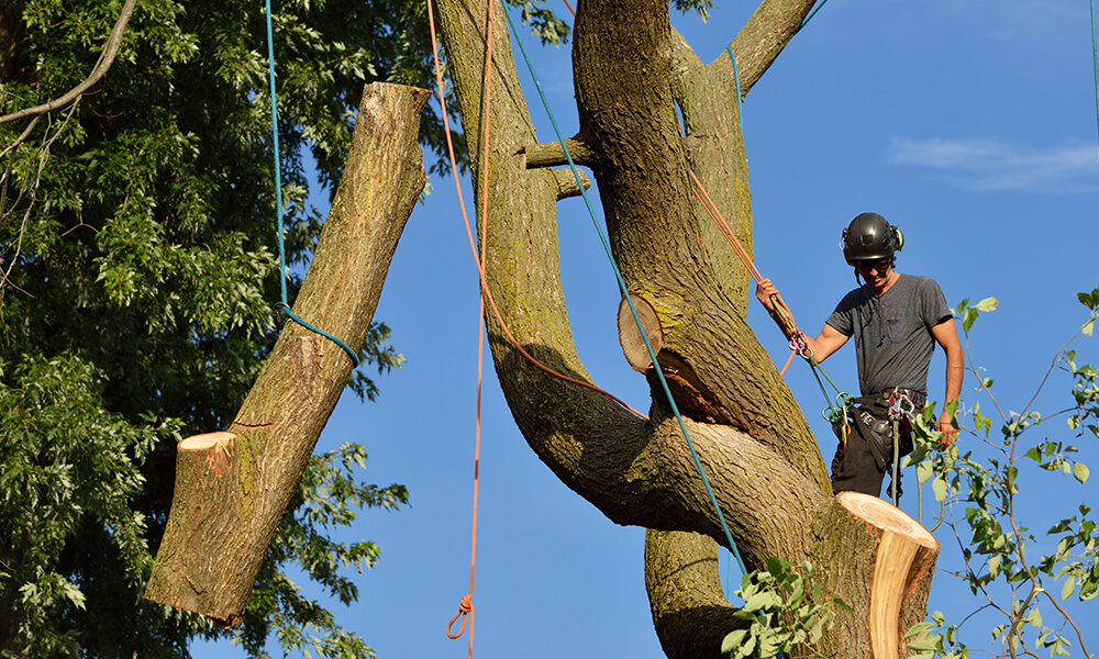 Person Rigging Tree