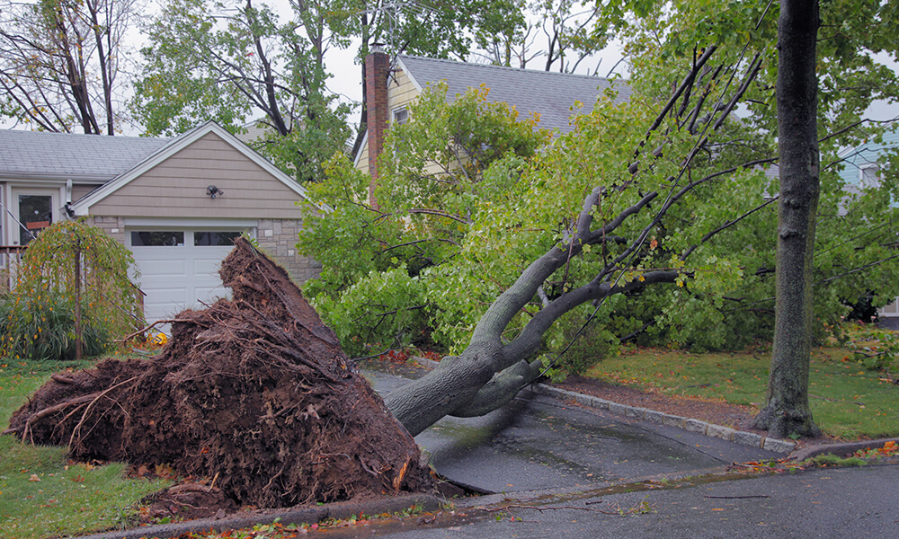 Tree Fallen During Storm