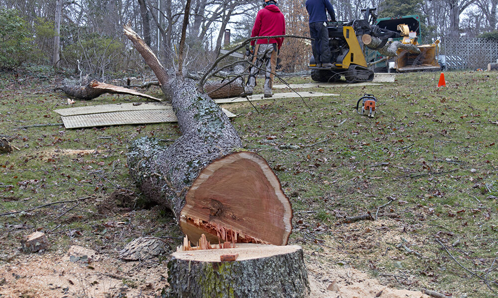 Tree Cut Down