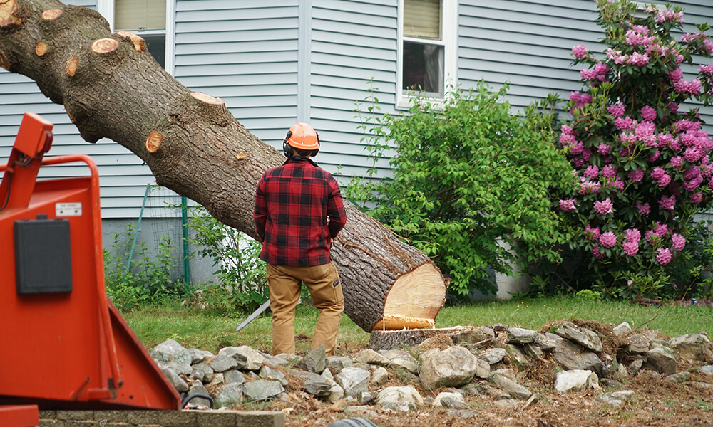 Person Cutting Down Tree