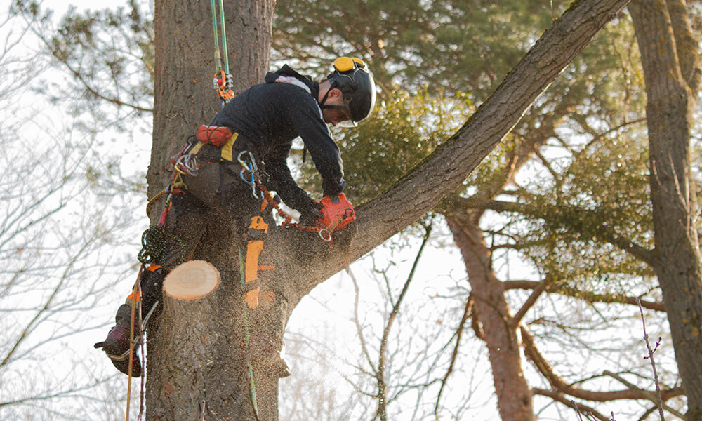 Person Trimming Tree